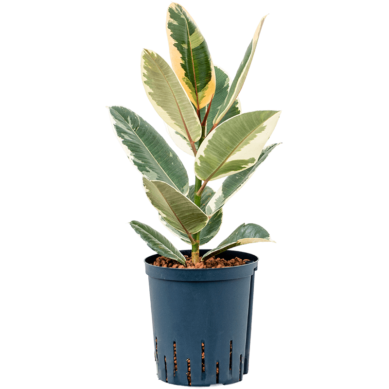 Ficus Elastica Tineke - hydrocultuur