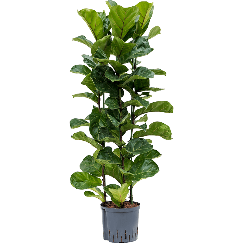 Ficus Lyrata Bambino