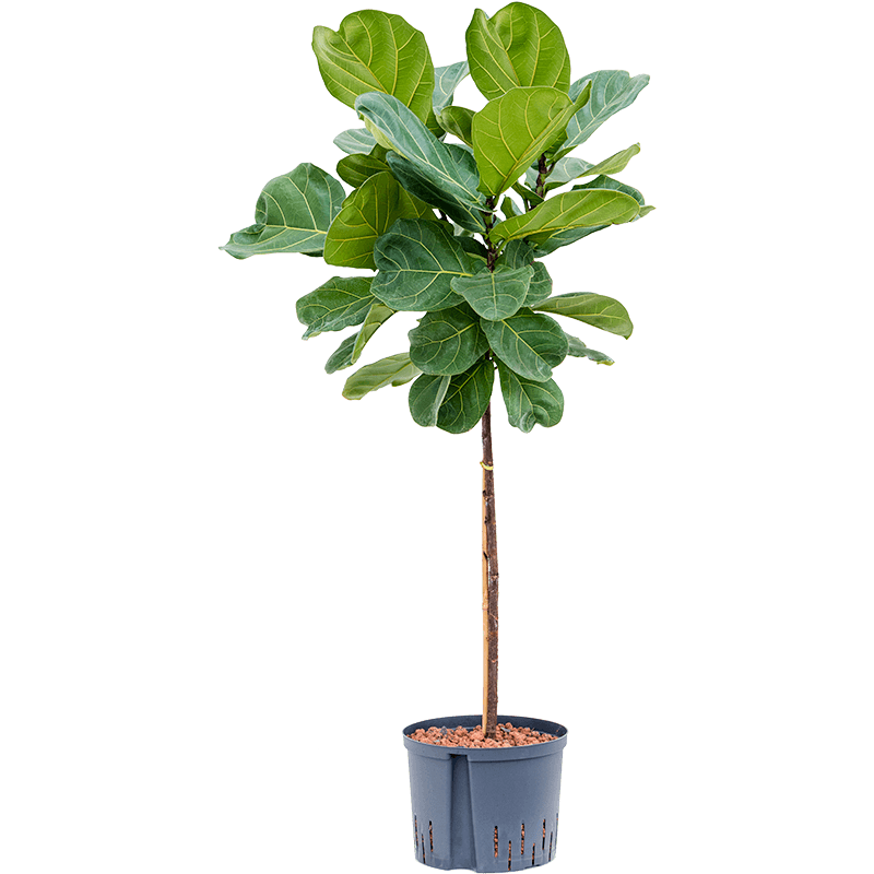 Ficus Lyrata op stam