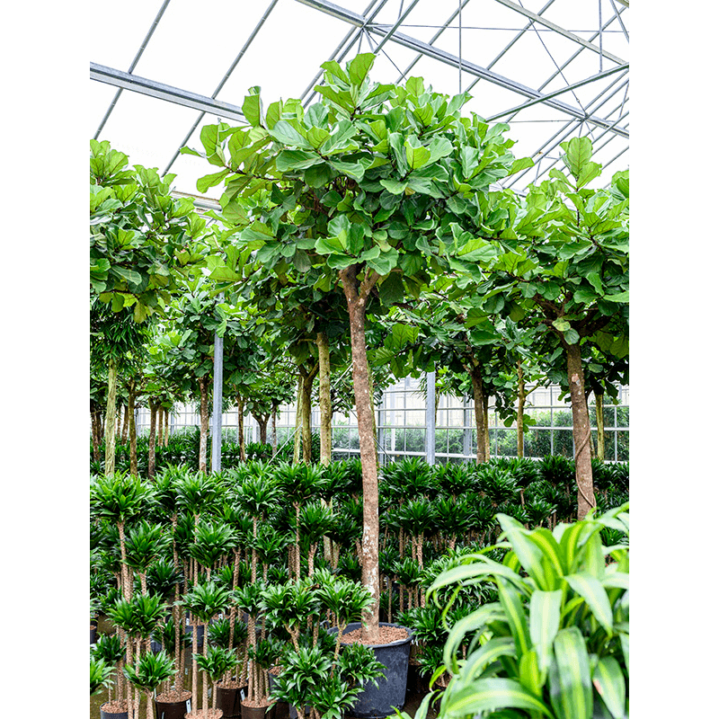 Ficus Lyrata op stam XXXXL