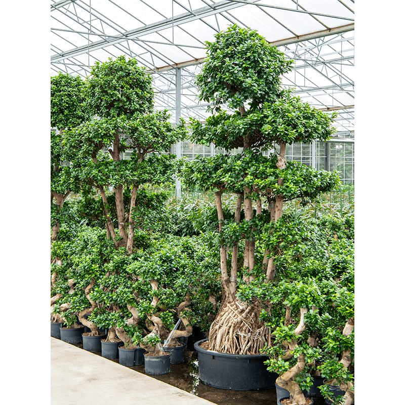 Ficus Microcarpa Ginseng XXXXL