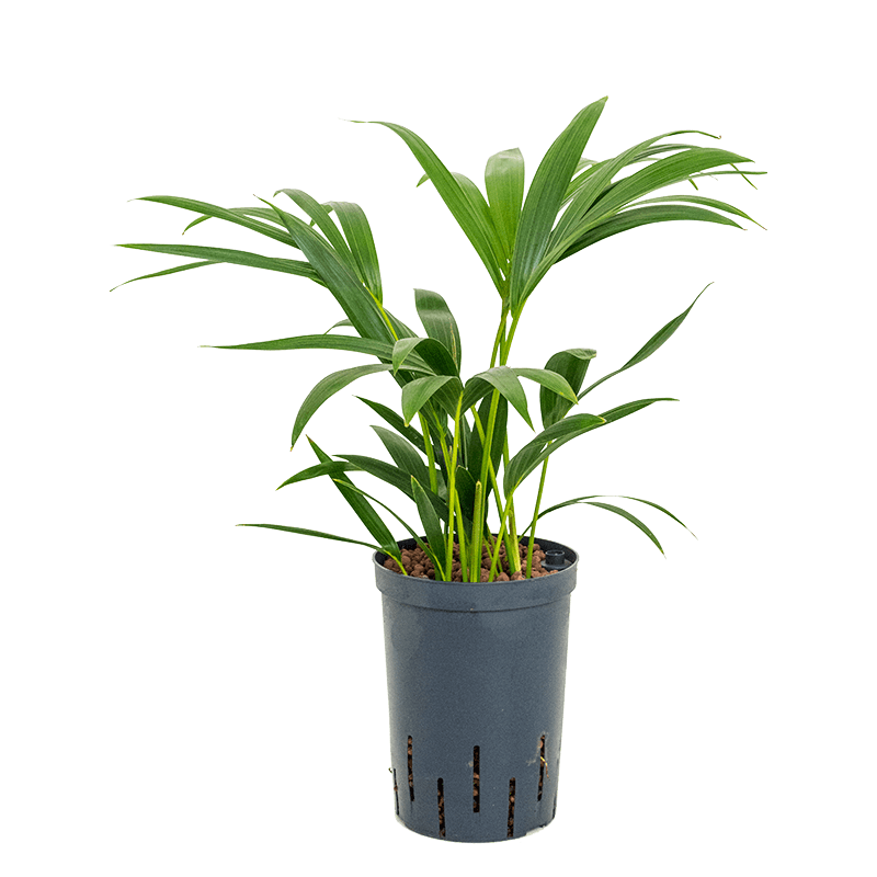 Kentia Howea 40cm