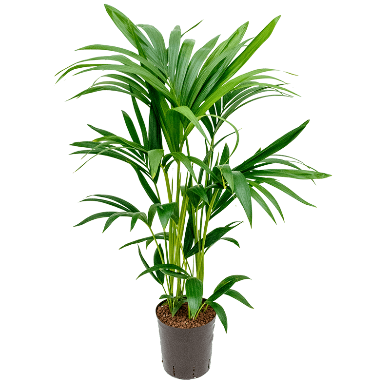 Kentia Howea 80cm