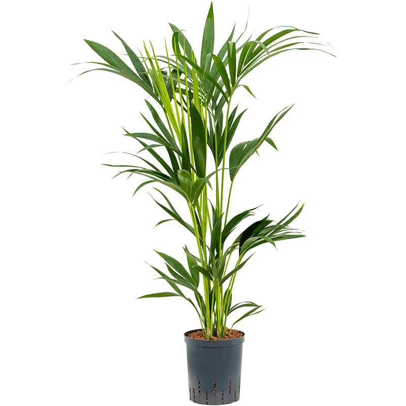 Kentia Howea 100cm