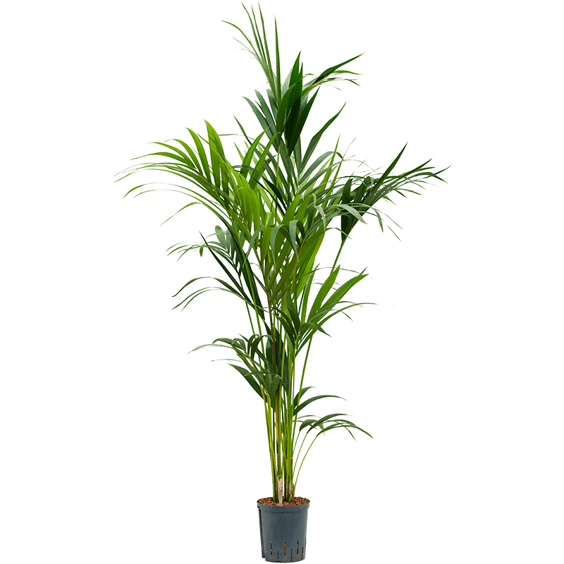 Kentia Howea 160cm