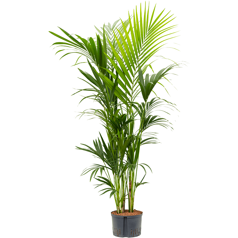 Kentia Howea 180cm