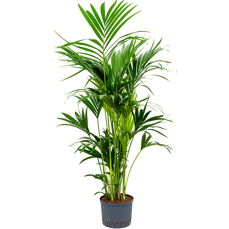 Kentia Howea 140cm