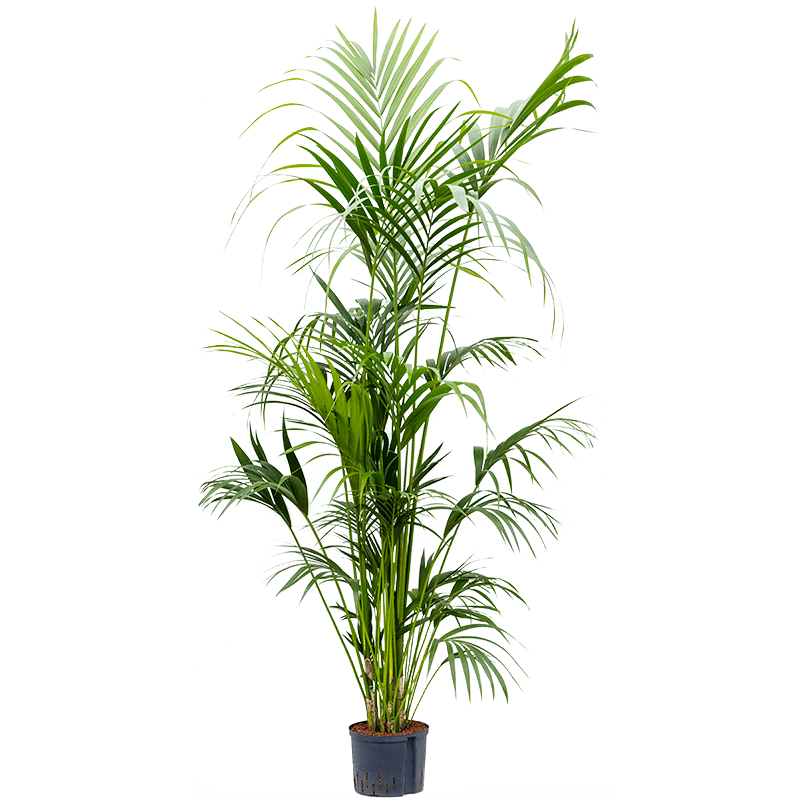 Kentia Howea 200cm