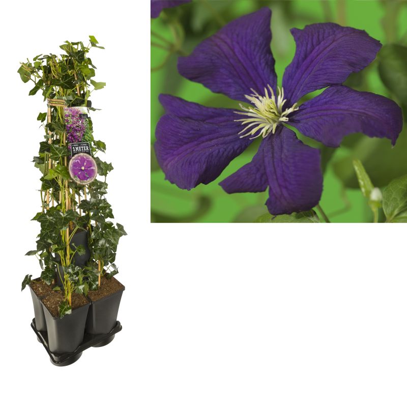 1 meter privacy met Clematis Etoile Violette