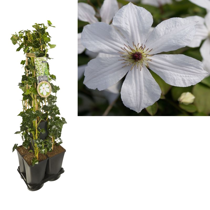 1 meter privacy met Clematis Forever Friends