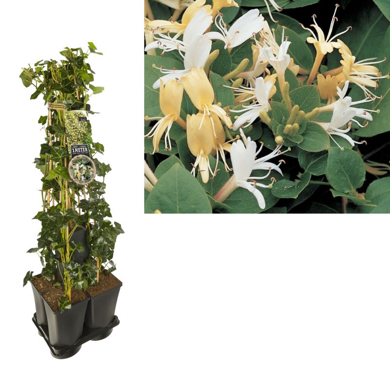 1 meter privacy met Lonicera Hall's Prolific