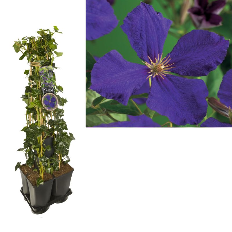 1 meter privacy met Clematis Jackmanii