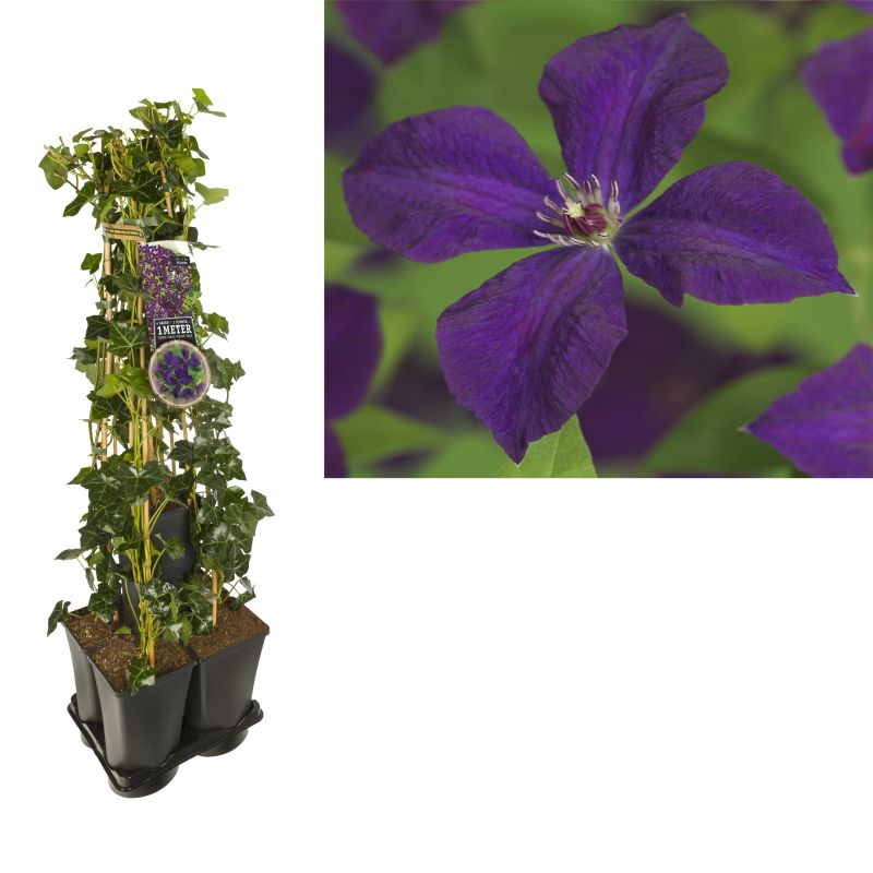 1 meter privacy met Clematis Polish Spirit