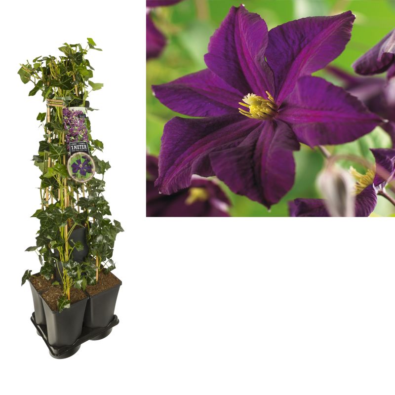 1 meter privacy met Clematis Romantika