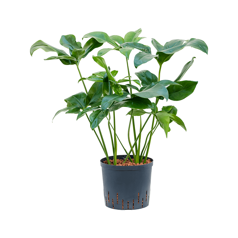 Philodendron Green Wonder