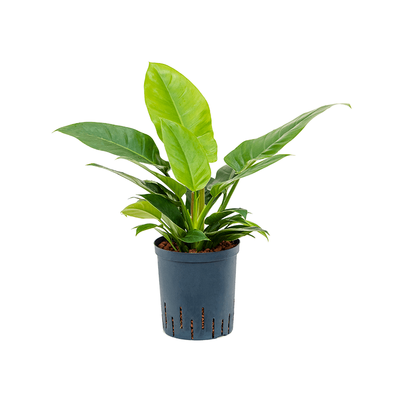 Philodendron Imperial Green