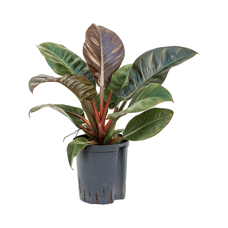 Philodendron Imperial Red