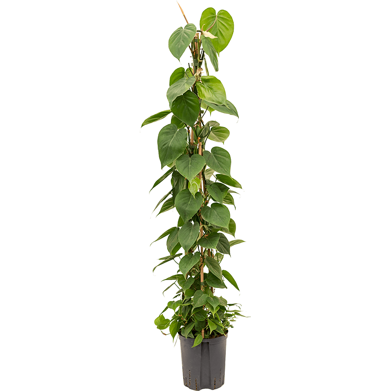 Philodendron Scandens piramide