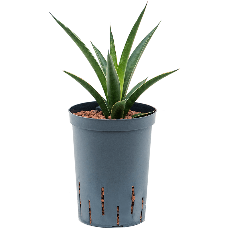 Sansevieria Comet Amazon Green