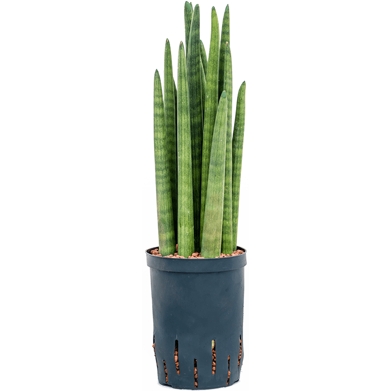 Sansevieria Cylindrica Tower