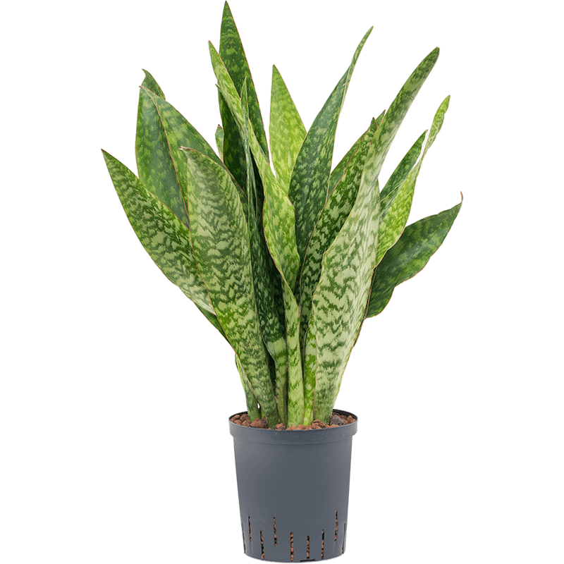 Sansevieria Masoniana Dragon