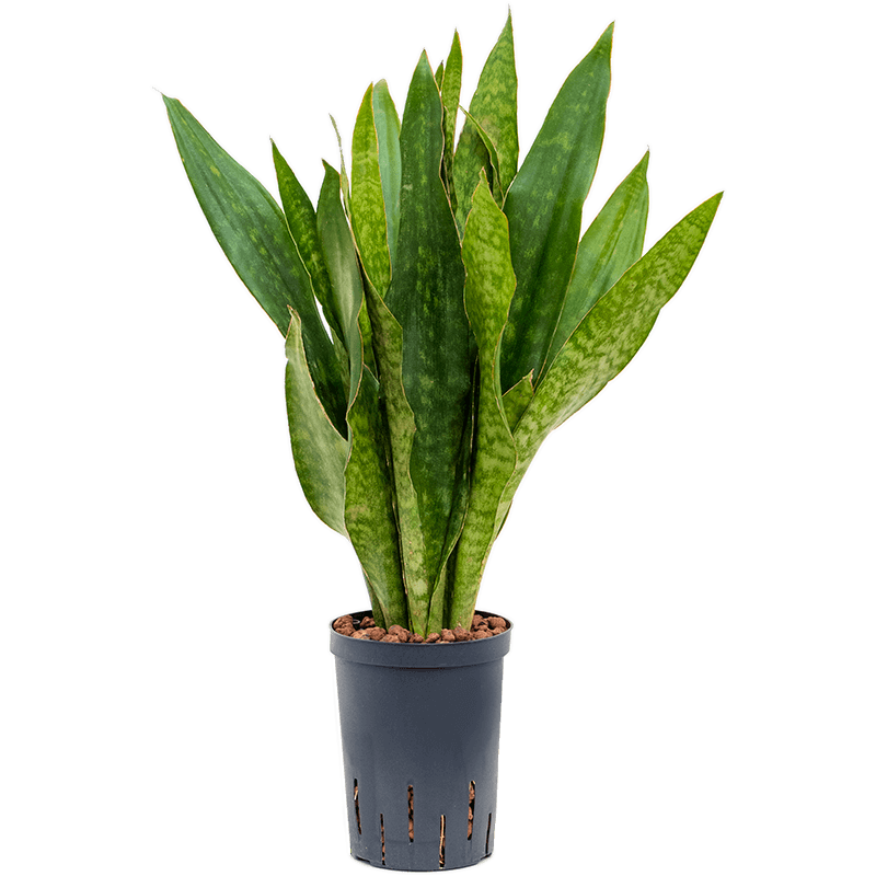 Sansevieria Jade