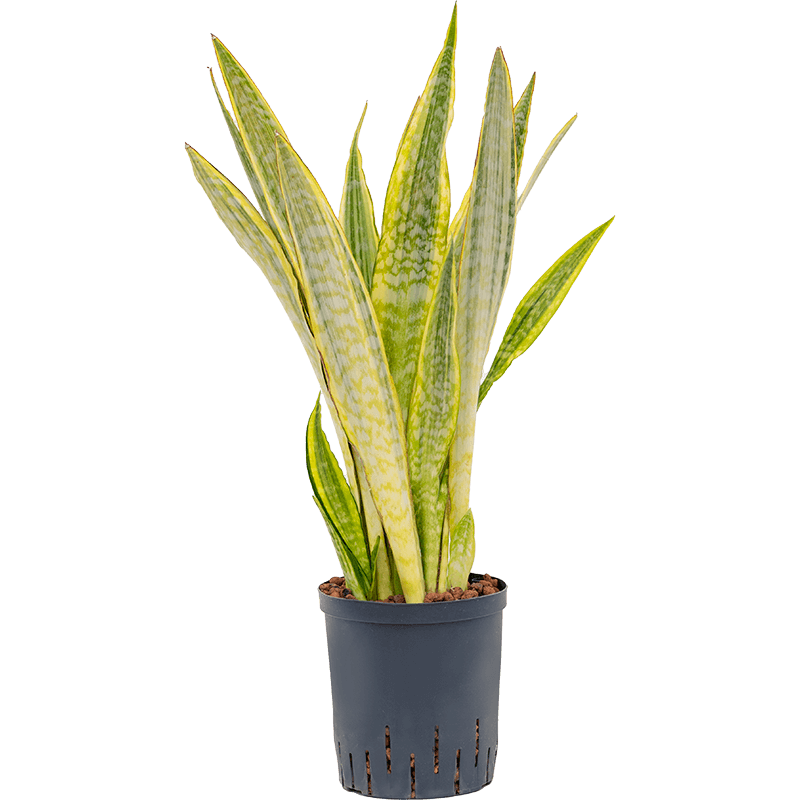 Sansevieria Lauren 