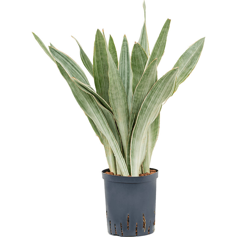 Sansevieria Metallica