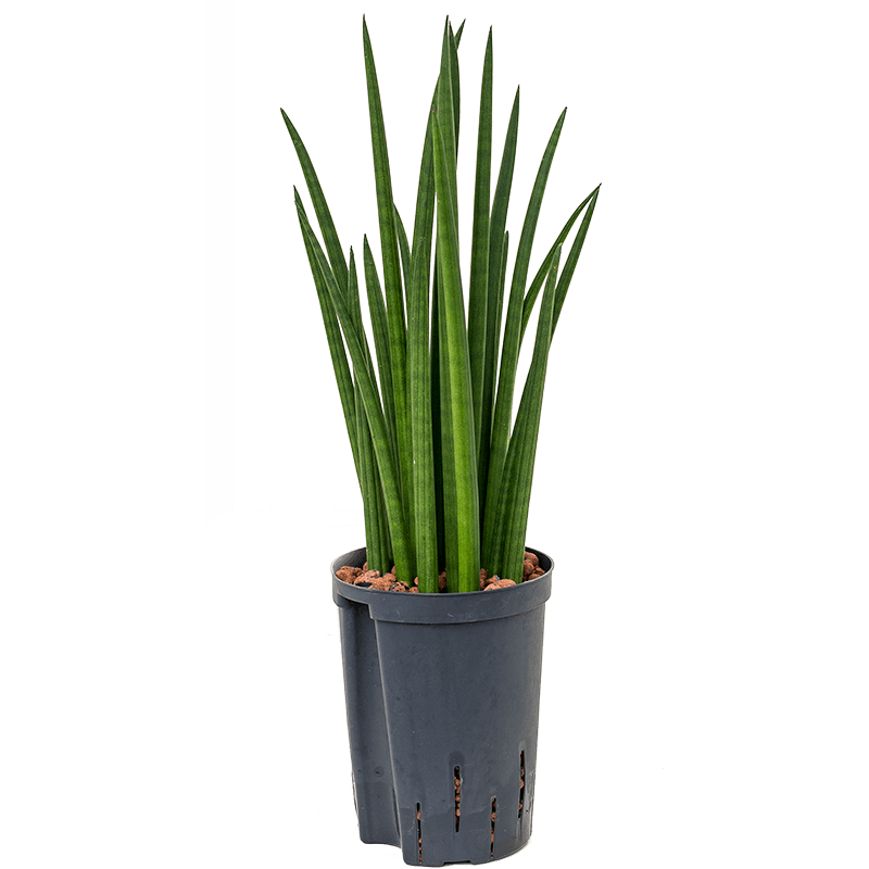 Sansevieria Cylindrica Spikes