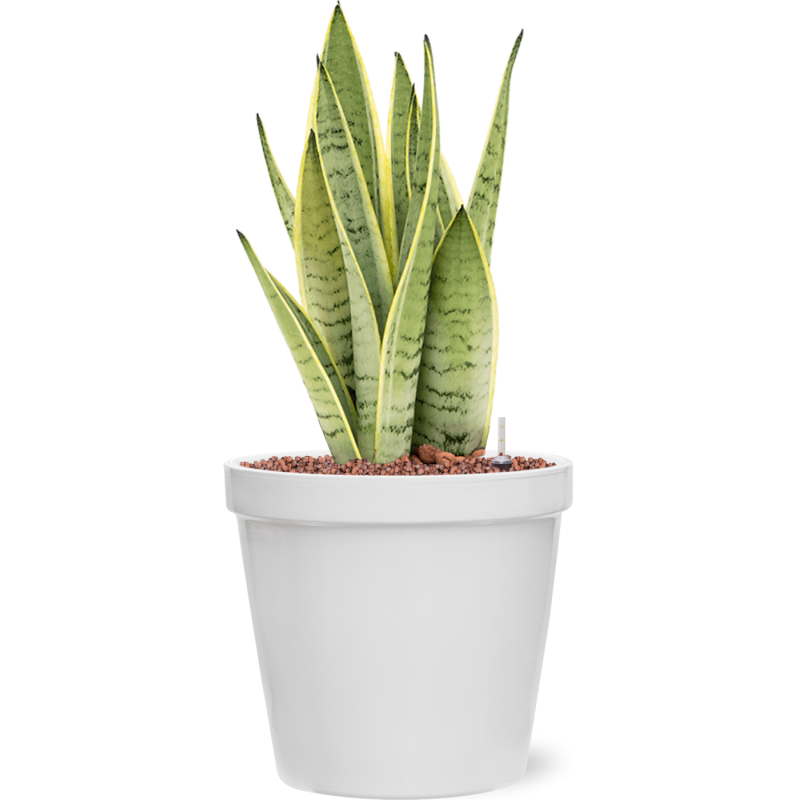 Sansevieria Snow White