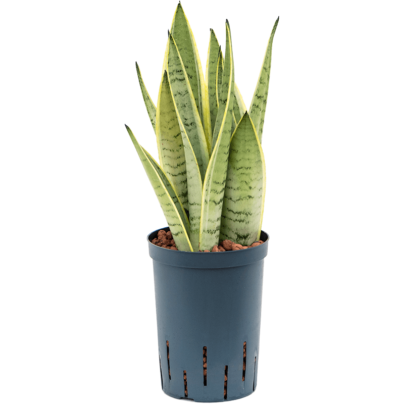 Sansevieria Snow White