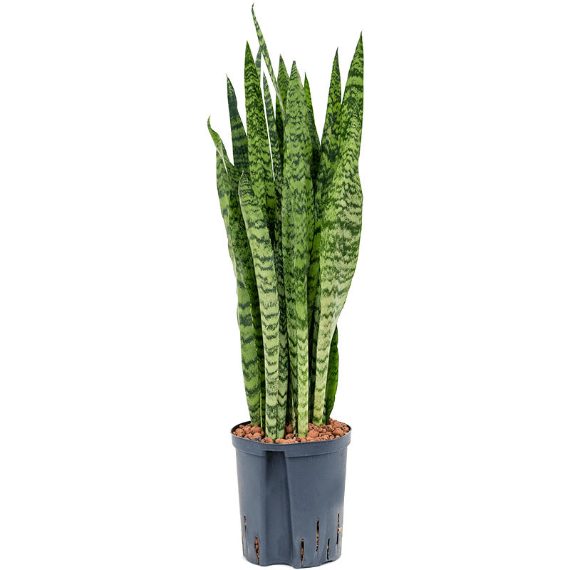 Sansevieria Zeylanica 