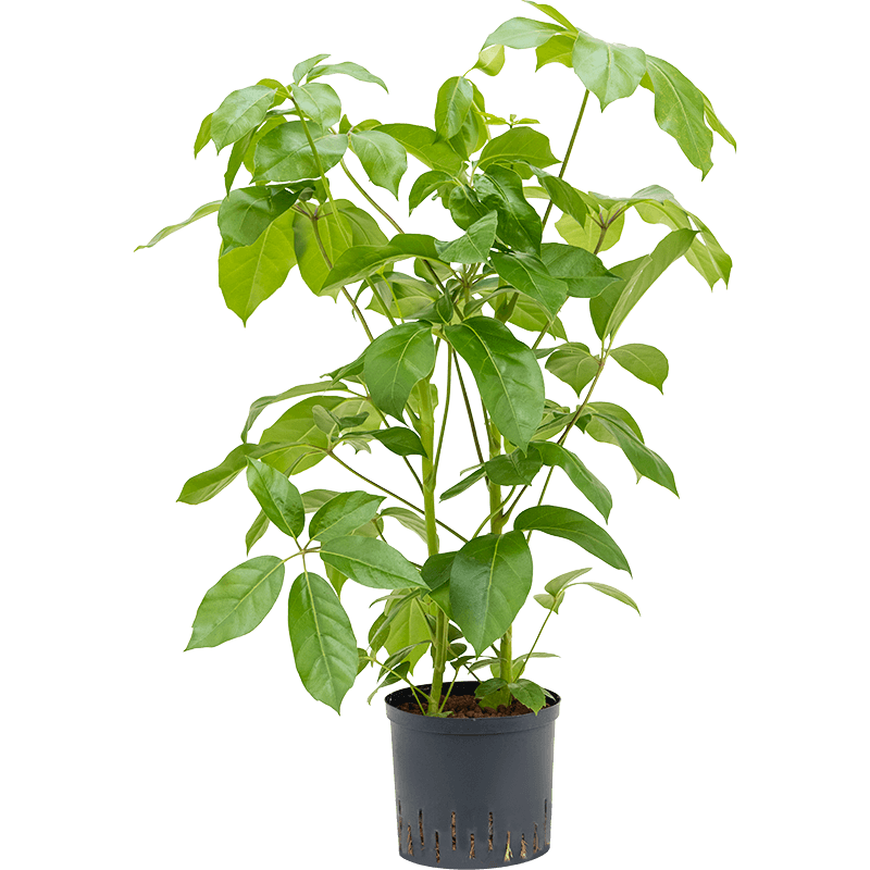 Schefflera Amate 