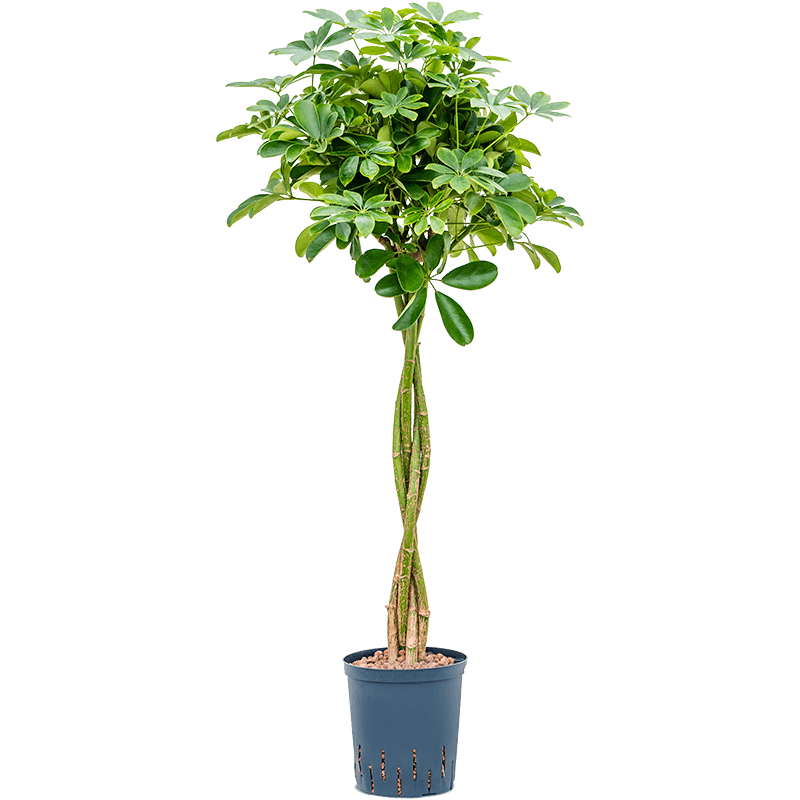 Schefflera Arboricola Nora op stam twist