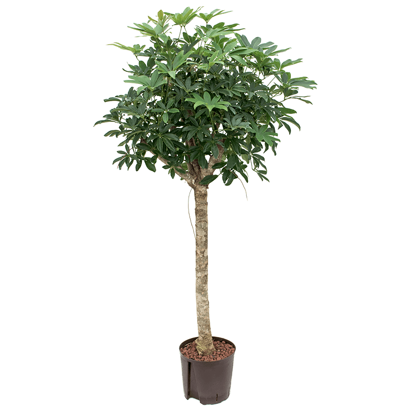 Schefflera Arboricola op stam