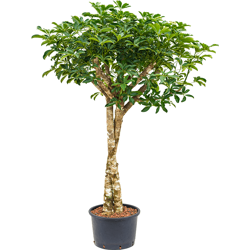 Schefflera Arboricola op stam twist 