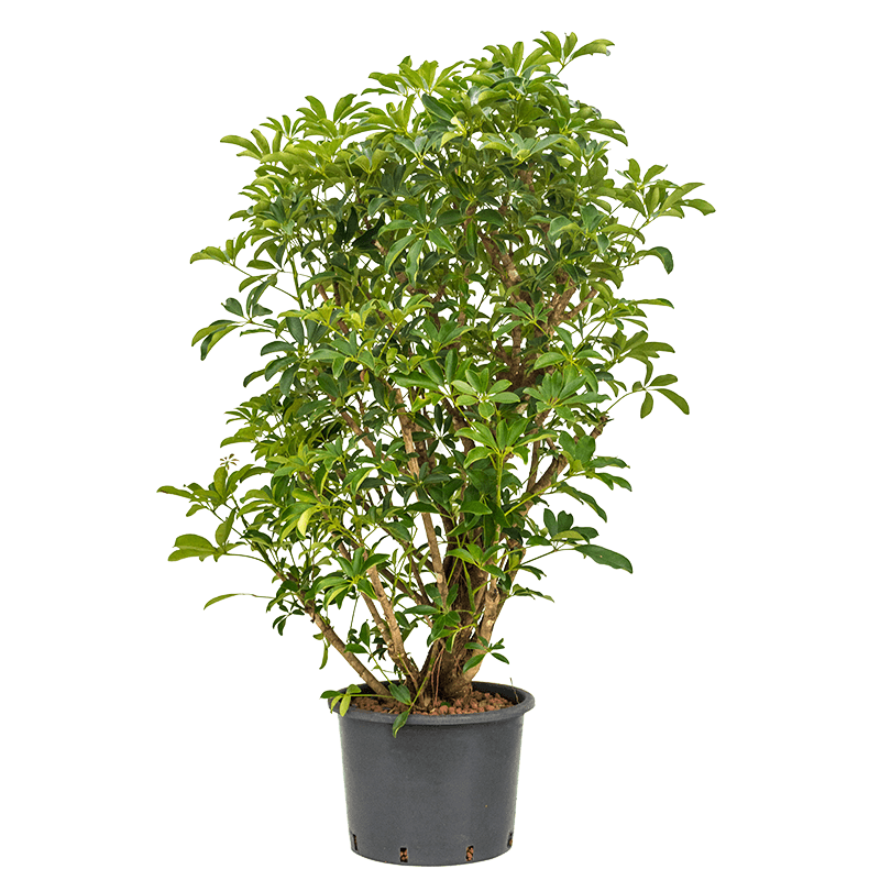 Schefflera Arboricola vertakt