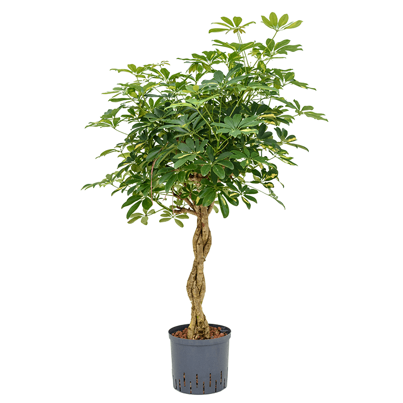 Schefflera Arboricola Gold Capella gevlochten stam