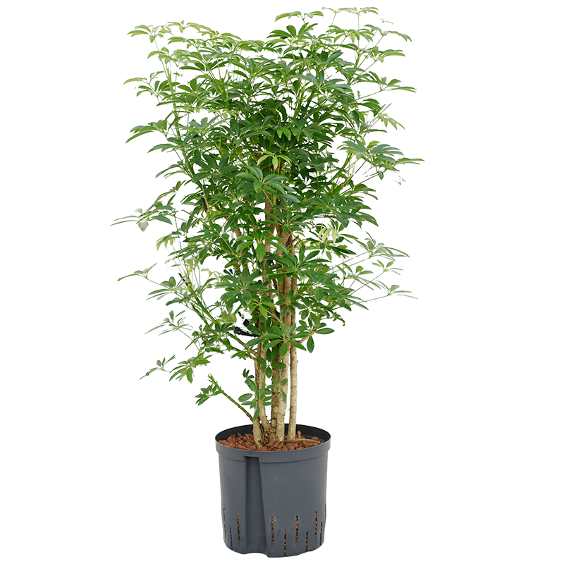 Schefflera Arboricola Luseana vertakt