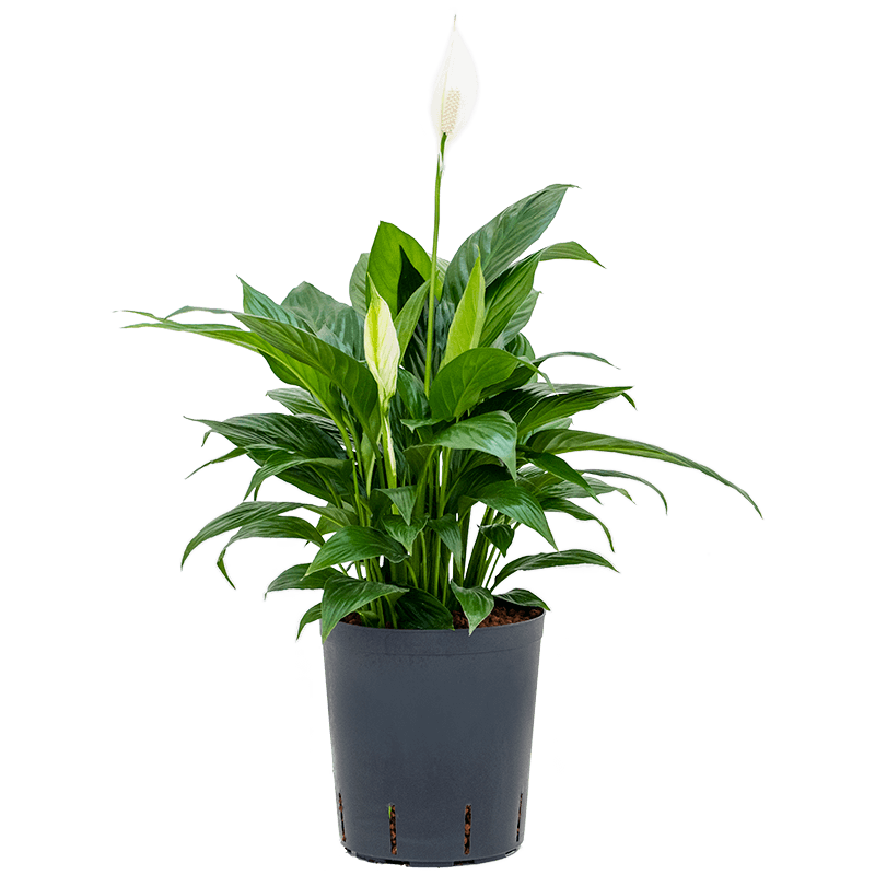 Spathiphyllum Gokyo