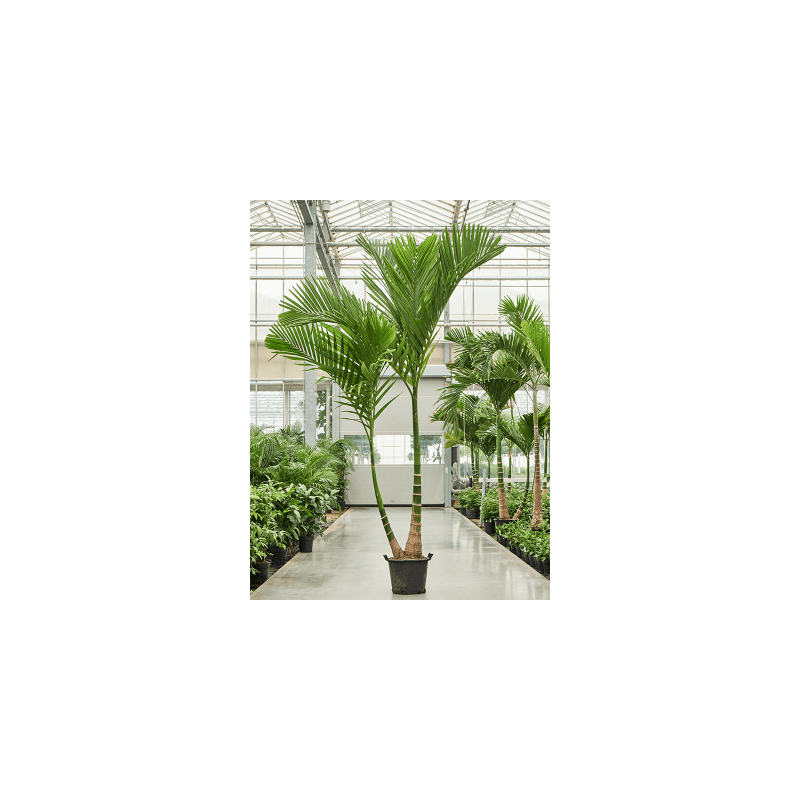 Areca catechu dwarf 2-stam