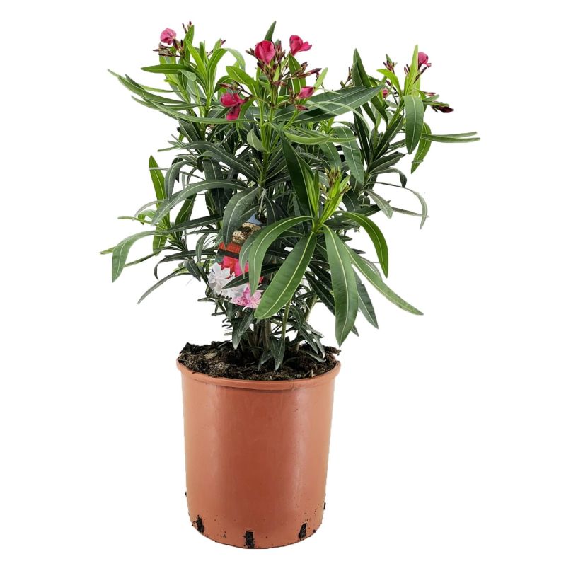 Nerium oleander roze 