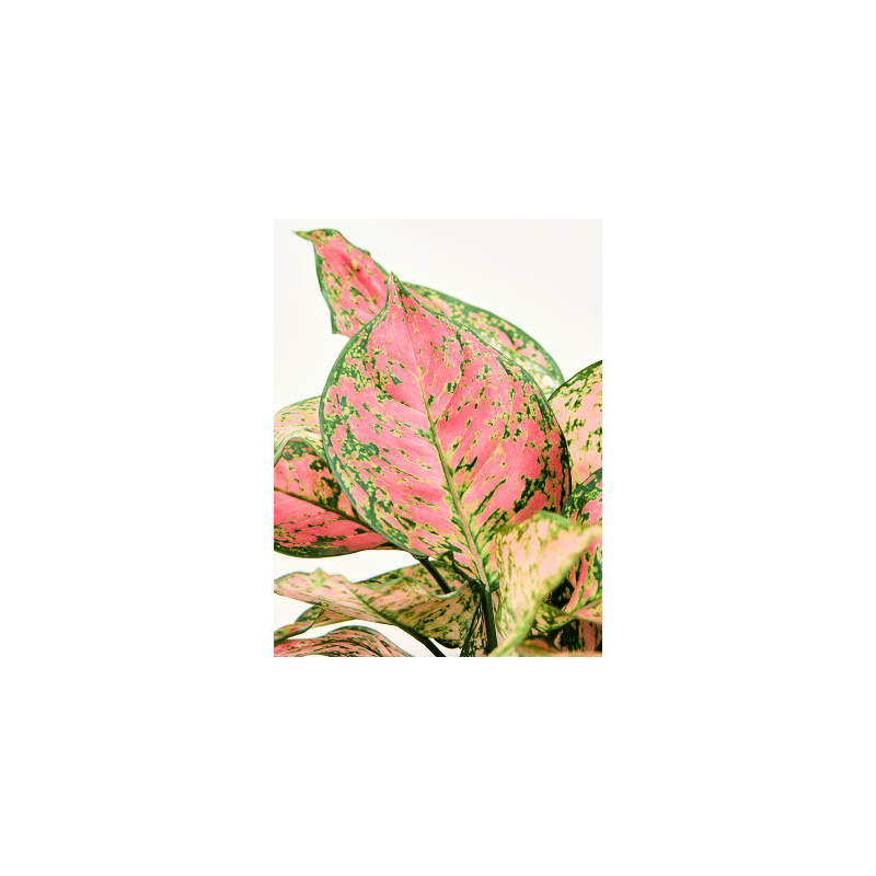 Aglaonema Crimson Love