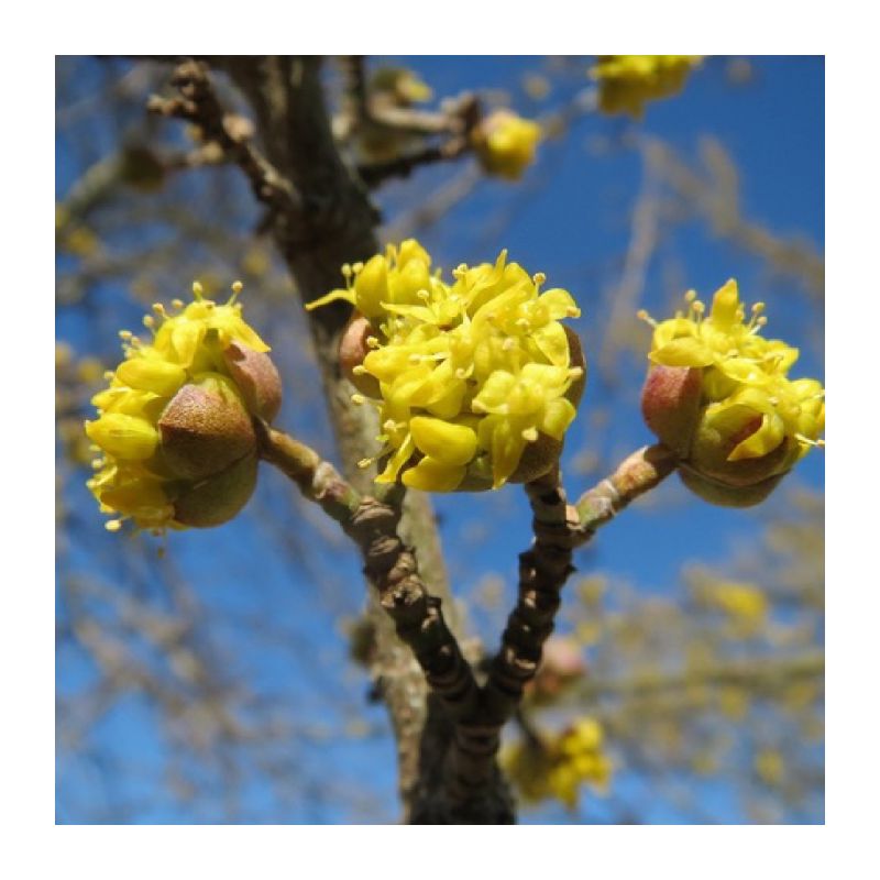 Cornus Mas - solitair