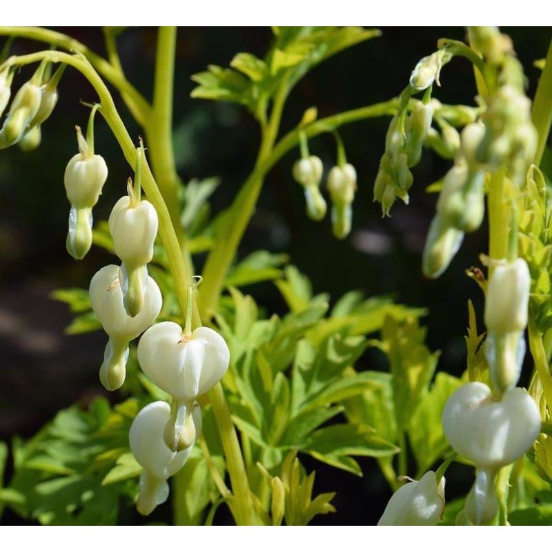 dicentra eximia