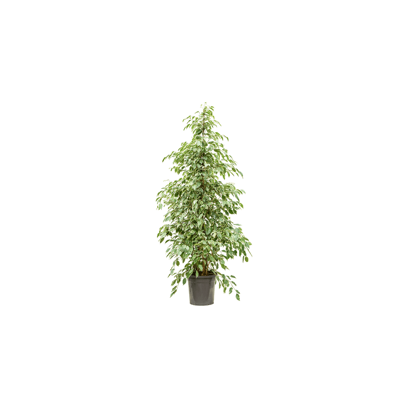 Ficus Benjamina Golden King