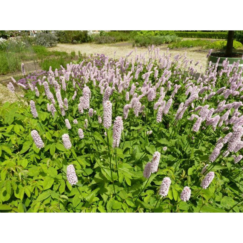 Persicaria Superba - 6 stuks