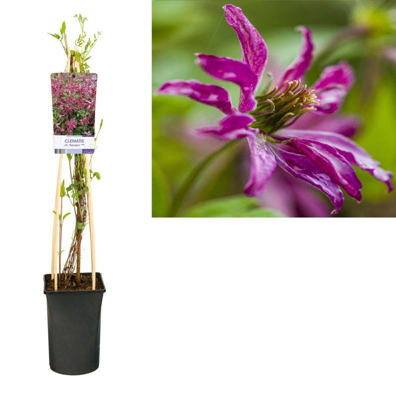 Clematis Rosalyn