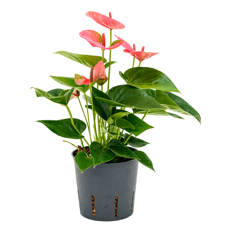 Anthurium Sweet Dream