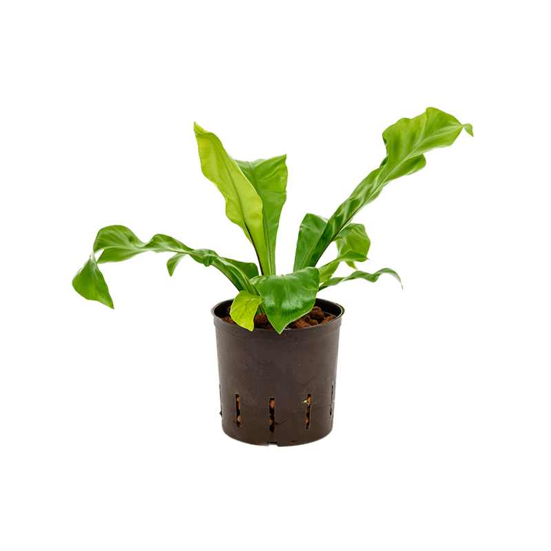 Asplenium Nidus